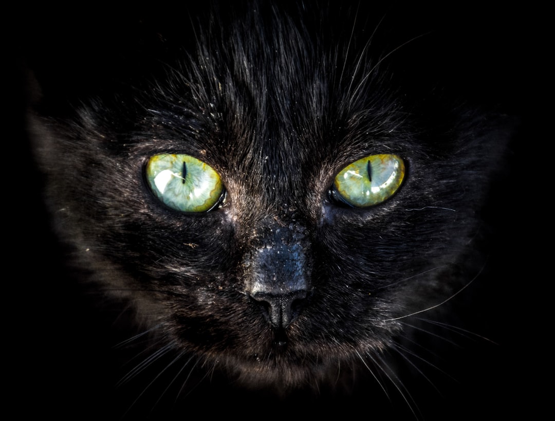 Photo cat, eye